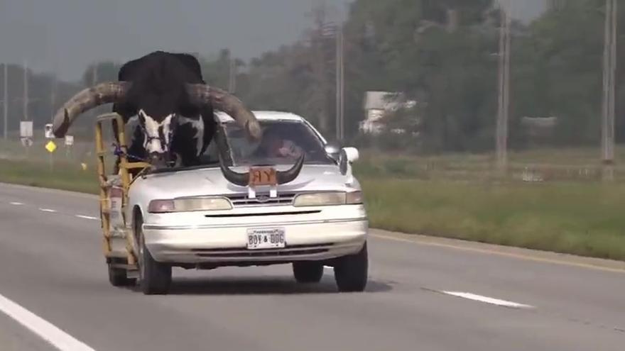 Detenido en Nebraska un conductor por llevar un toro de copiloto en el coche