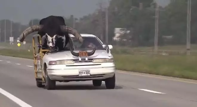 Detenido en Nebraska un conductor por llevar un toro de copiloto en el coche