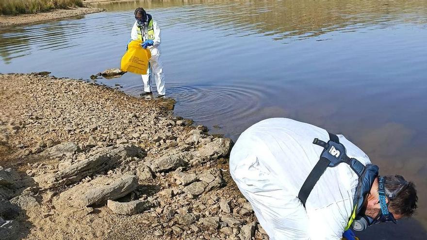 La CHG concluye la retirada de peces muertos en el embalse Los Molinos de Hornachos
