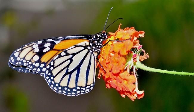 MARIPOSAS GRANJA