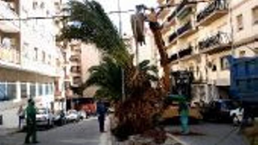 Empieza la plantación de palmeras en Antonio Silva