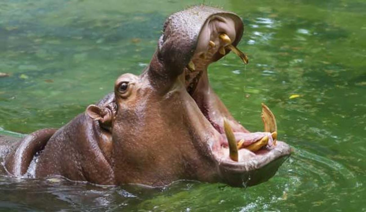 Los métodos de cortejo animal más curiosos