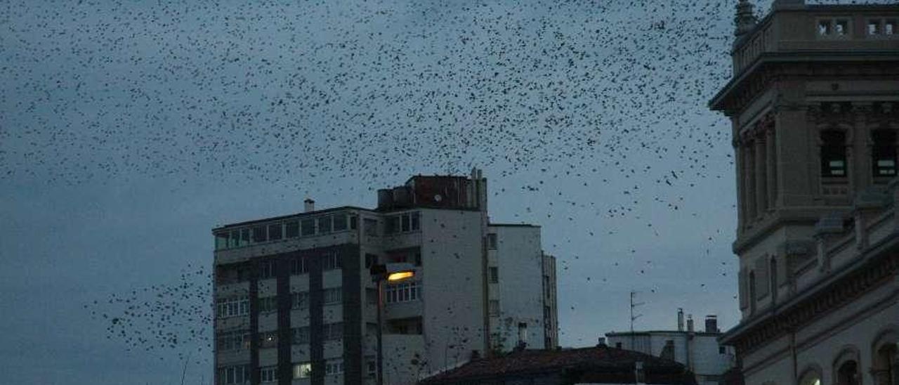 Una bandada de estorninos sobrevuela los Jardines de la Reina y Fomento.