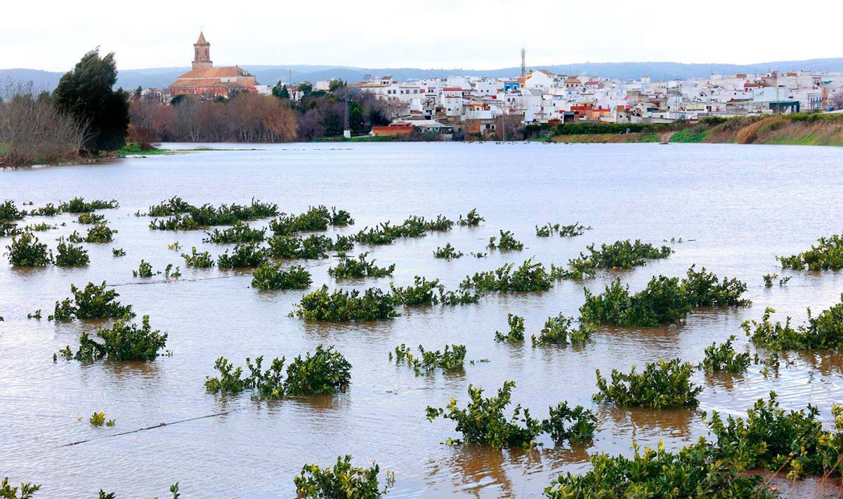 Crecida del río Guadalquivir a su paso por el pueblo sevillano de Cantillana.