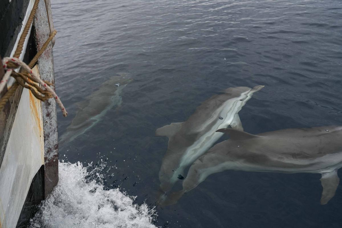 BARCELONA 17/03/2025 Icult. Salida con velero en busqueda de animales maritimos. Delfines, pez luna, tortuga. FOTO de ZOWY VOETEN