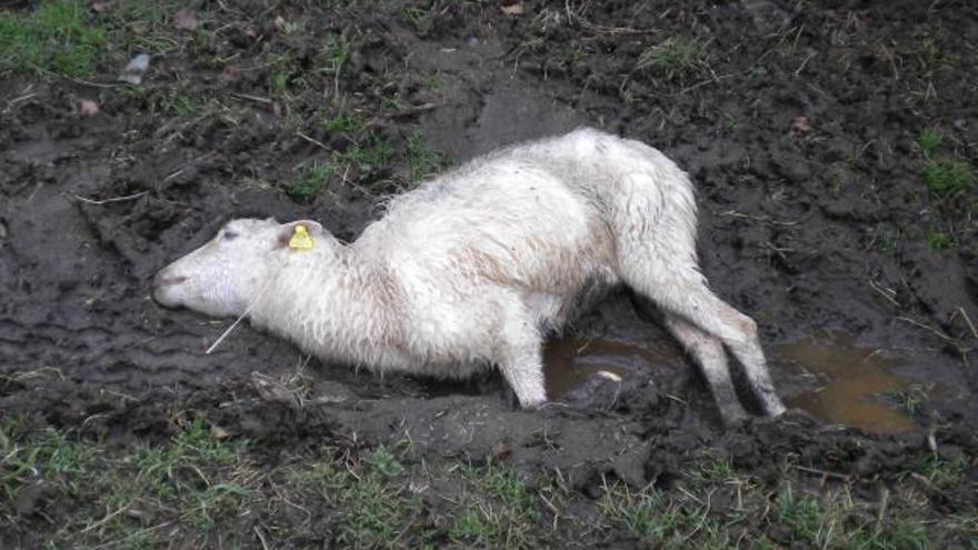 Una de las ovejas heridas de la cabaña de Otur.