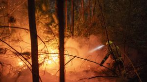 Incendio forestal en As Neves (Pontevedra)