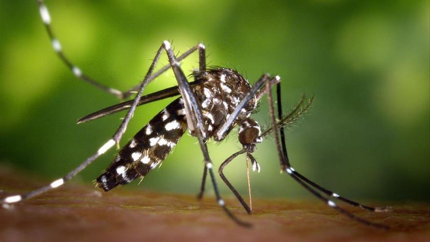 La vigilancia del mosquito tigre se amplia hasta 24 municipios en Aragón