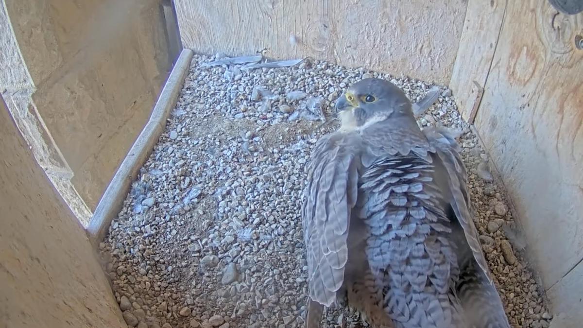 La halcona de la Sagrada Família incuba tres huevos.