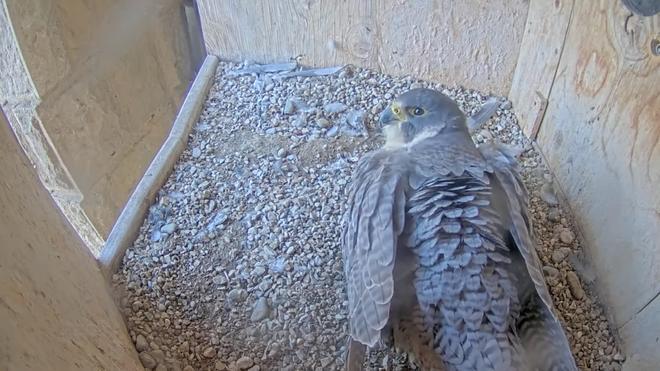 La halcona de la Sagrada Família incuba tres huevos.