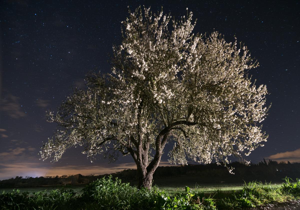 Dieses erste Nachtfoto der Mandelblüte entstand vor vier Jahren.