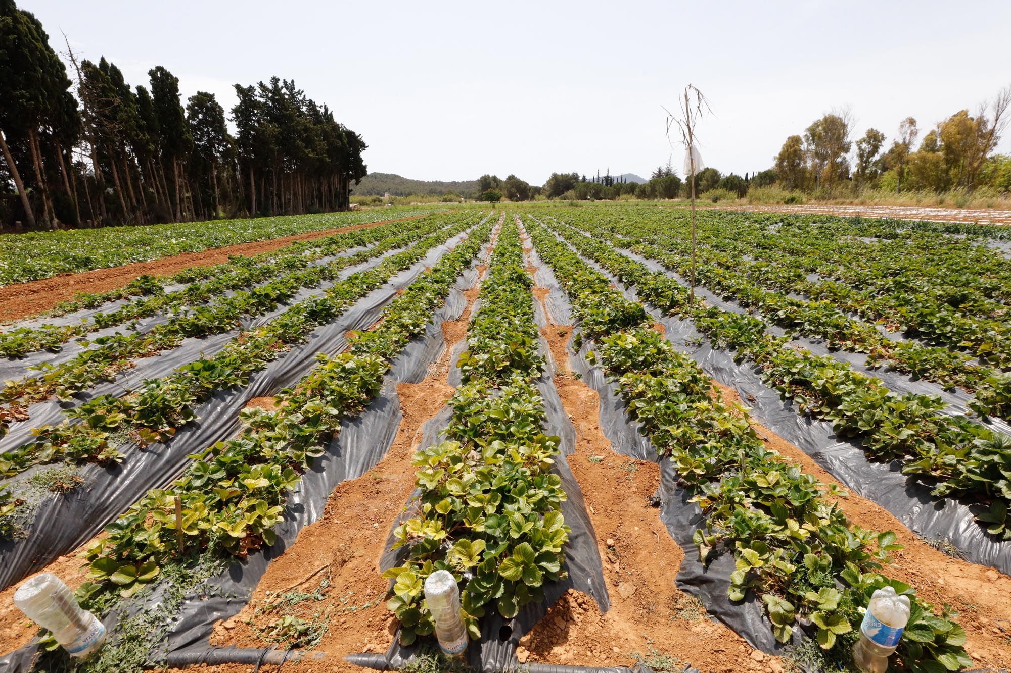 Visita guiada a la finca hortícola de Can Pol en Ibiza