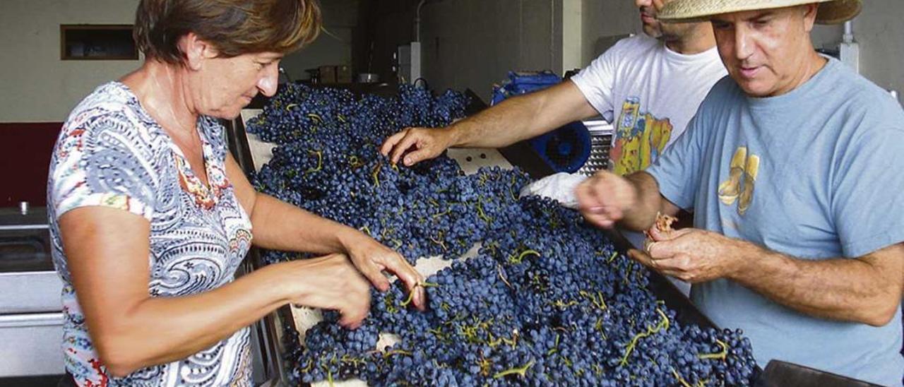 La comercialización de vino alcanza los 34,4 millones, el doble que hace 10 años