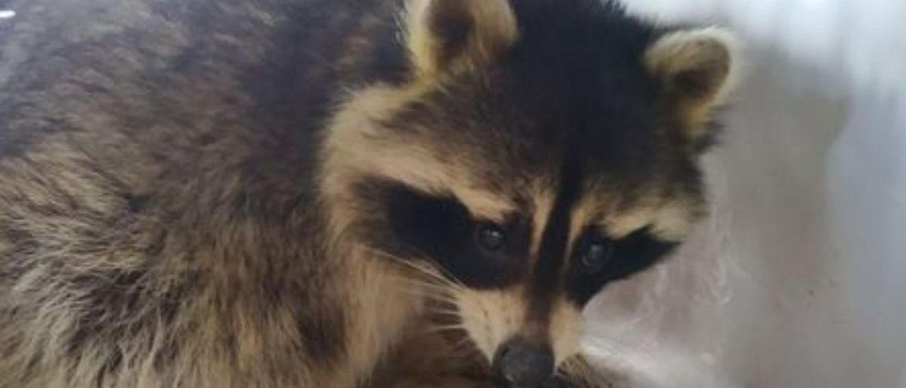 El mapache encontrado en la calle Covadonga de Gijón