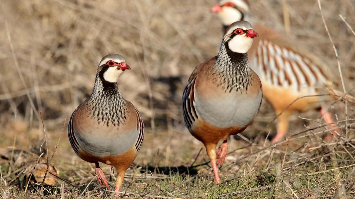 SEO/BirdLife: La UE pierde unos 600 millones de aves reproductoras desde 1980