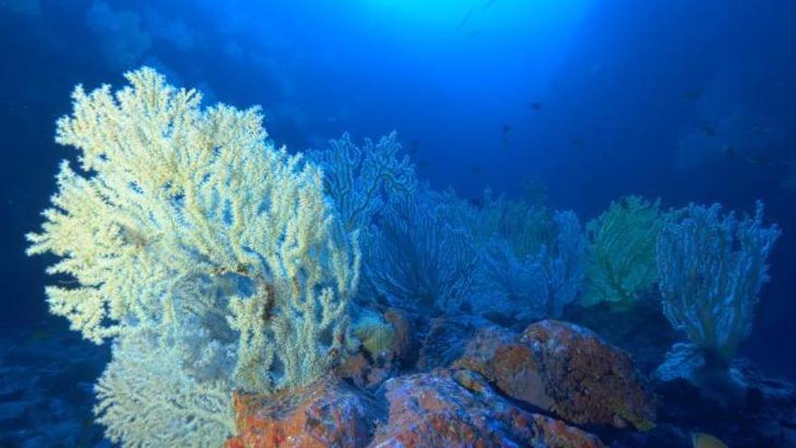 Un coral marino en las aguas profundas de Canarias