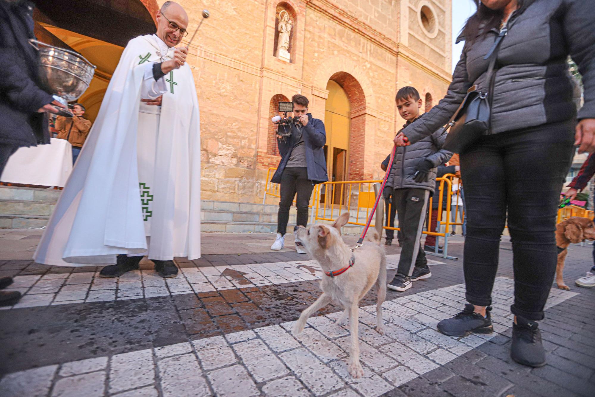 Bendición de San Antón en Torrevieja