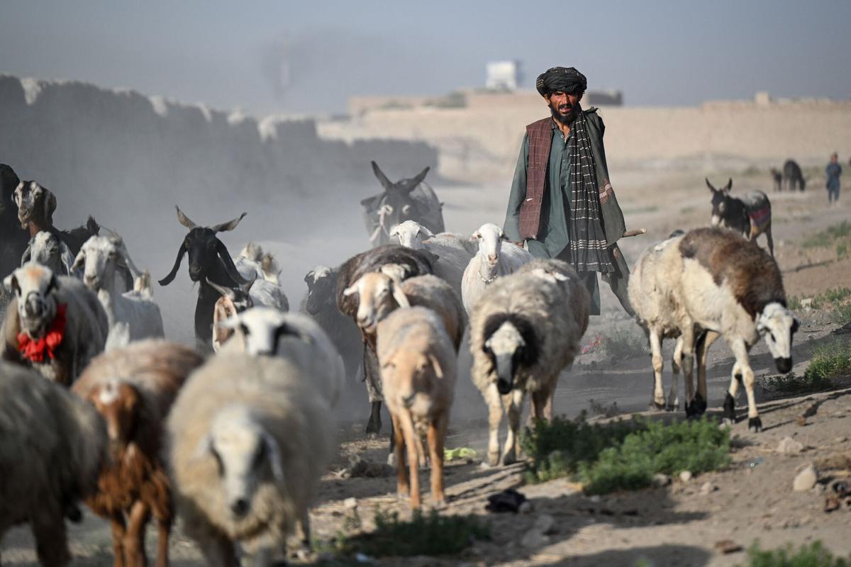 Un postor nómada afgano Kochi camina con su rebaño de ovejas por Dand, en Kandahar.