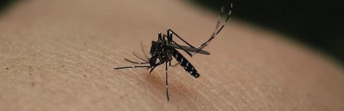 Dos biólogos de Huelva harán el plan para atajar la plaga de mosquito tigre