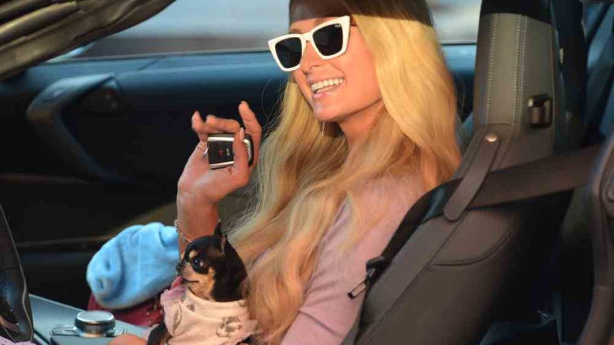 El chihuahua de Paris Hilton podría haber sido asediado por coyotes