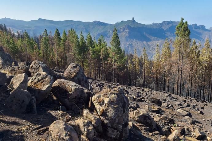 Quemas prescritas por el Cabildo de Gran Canaria