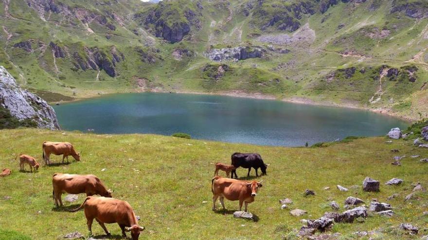 Varias vacas y terneros pacen en el lago de la Cueva, en Saliencia.