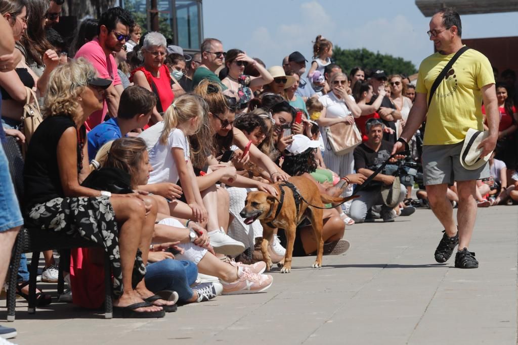 Pasarela de perros de adopción en Bioparc