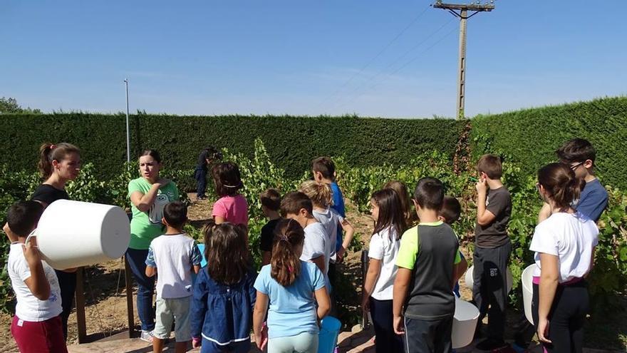 Niños participantes en un taller de pisado de uva y elaboración de mosto en el viñedo didáctico de Pagos del Rey Museo del Vino.