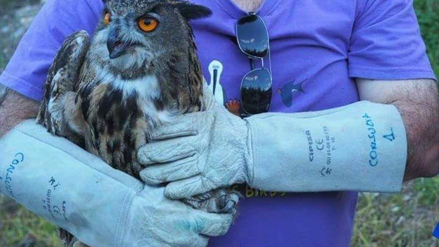 El búho real antes de su puesta en libertad