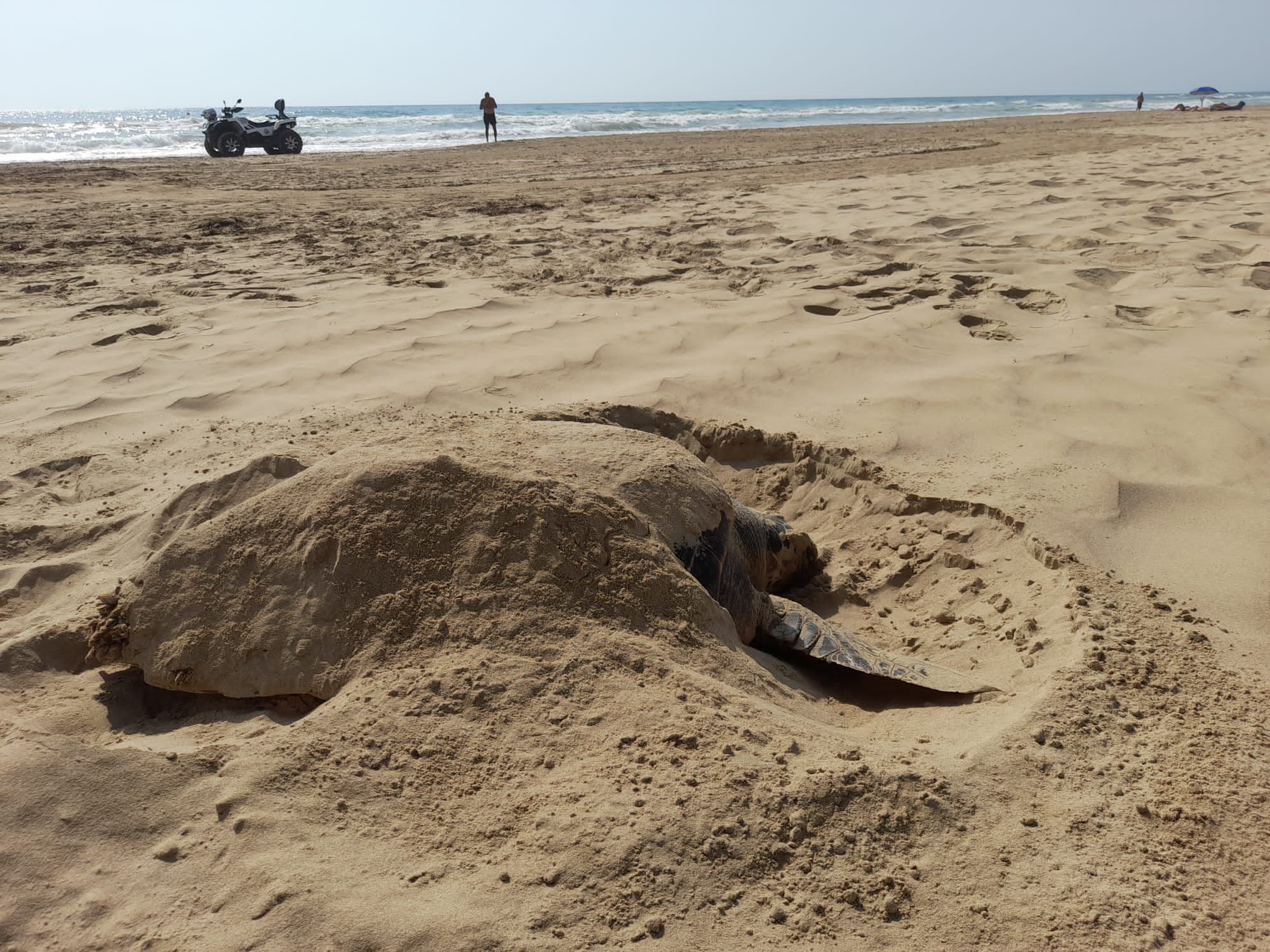 Espectacular desove de una tortuga boba en Guardamar del Segura