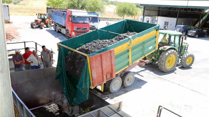 La cosecha de uva tinta sufrirá una merma del 40 por ciento