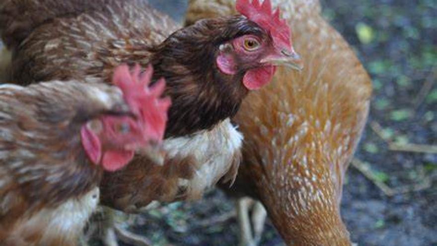 Gallinas en una de las granjas donde se pretende valorizar sus residuos.