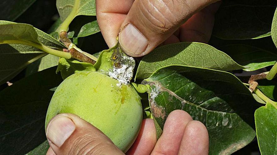 Caqui afectado por el cotonet en Carlet (València). | PERALES IBORRA