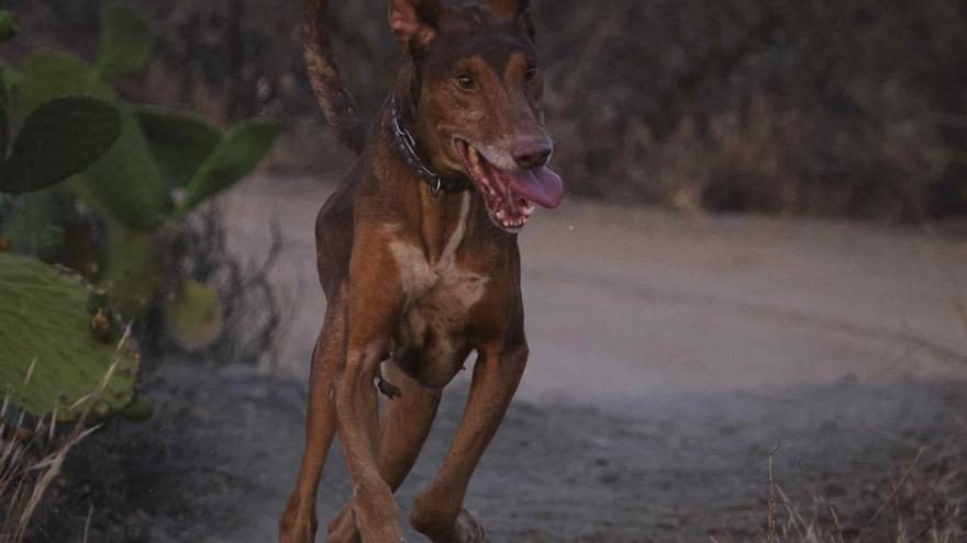 Un perro de caza