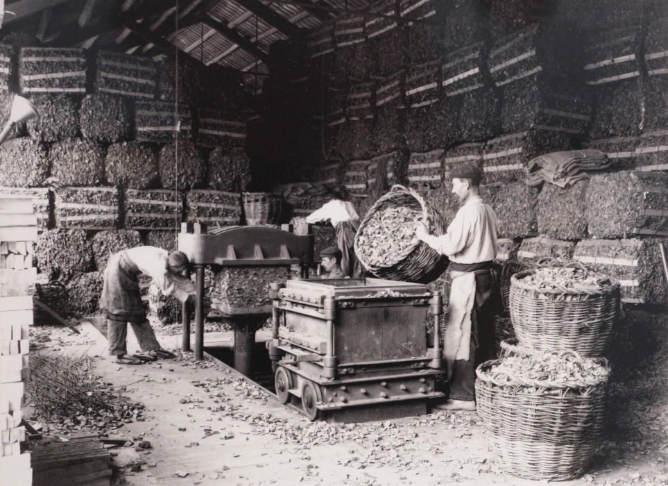 Treballadors de la fàbrica surera de Can Mario premsant les sobres dels taps, cap al 1910