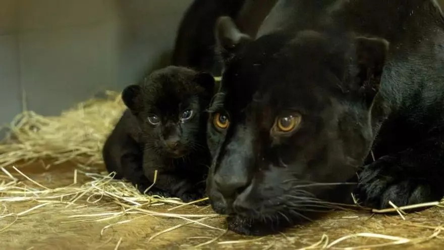 Primeras imágenes de la nueva cría de jaguar de Loro Parque en el exterior