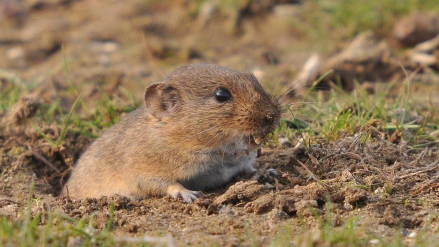 Descubren en Abanilla un roedor que acompañó a los primeros pobladores de Europa