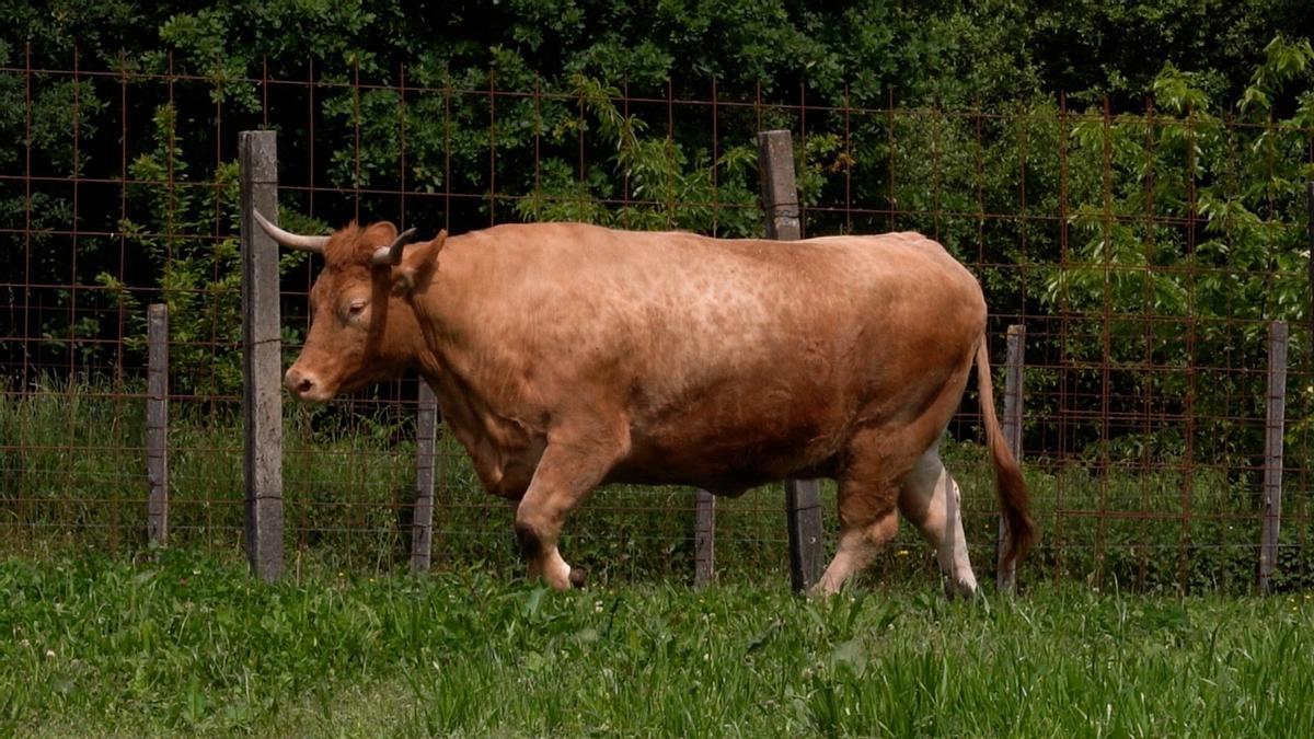 Linda pesa 1.500 kilos