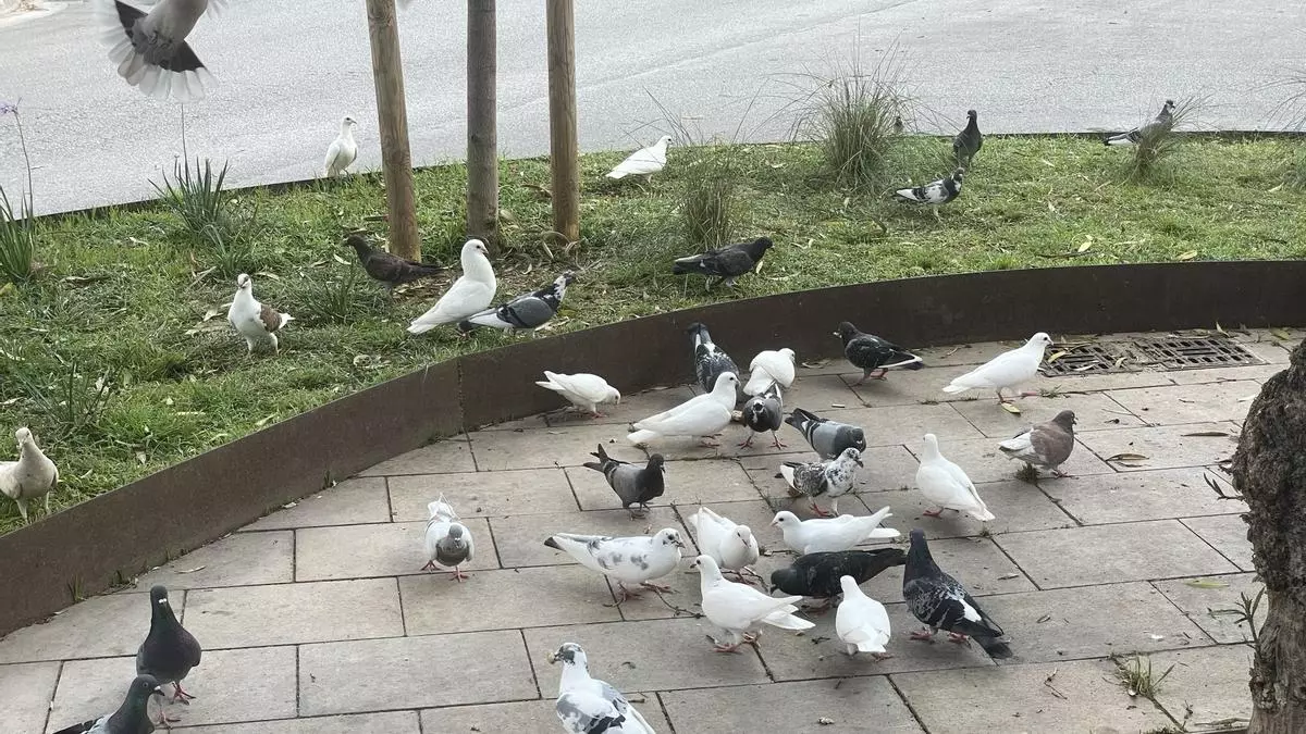 Vecinos de Pere Garau alertan de una "plaga de palomas" en el barrio