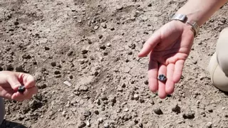 Descubren una nueva especie de ancestro humano arcaico