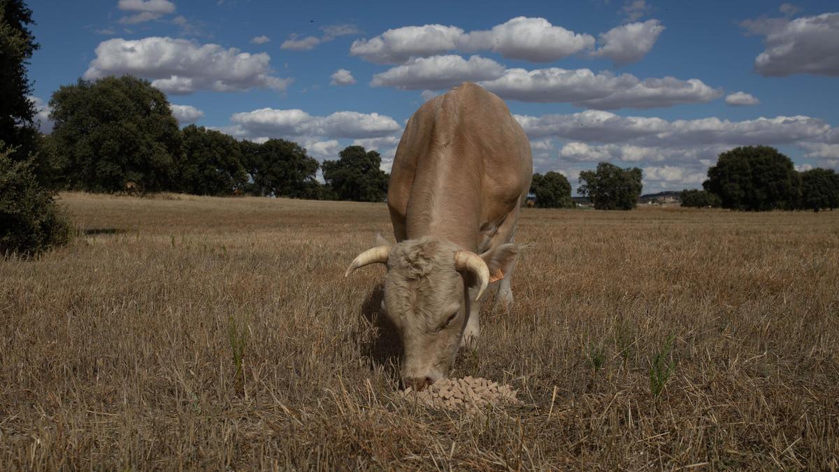 Una vaca, en una explotación ganadera de la provincia