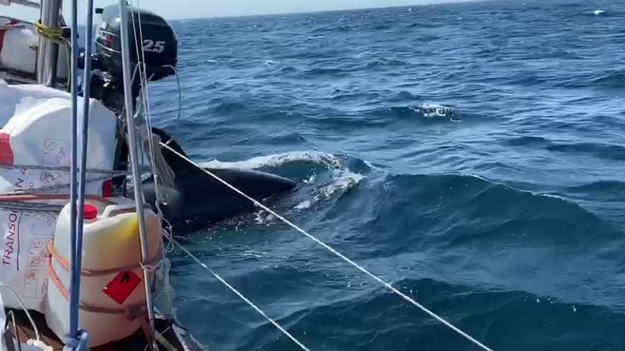 Un grupo de orcas daña el timón de un velero a 6 millas de la costa coruñesa