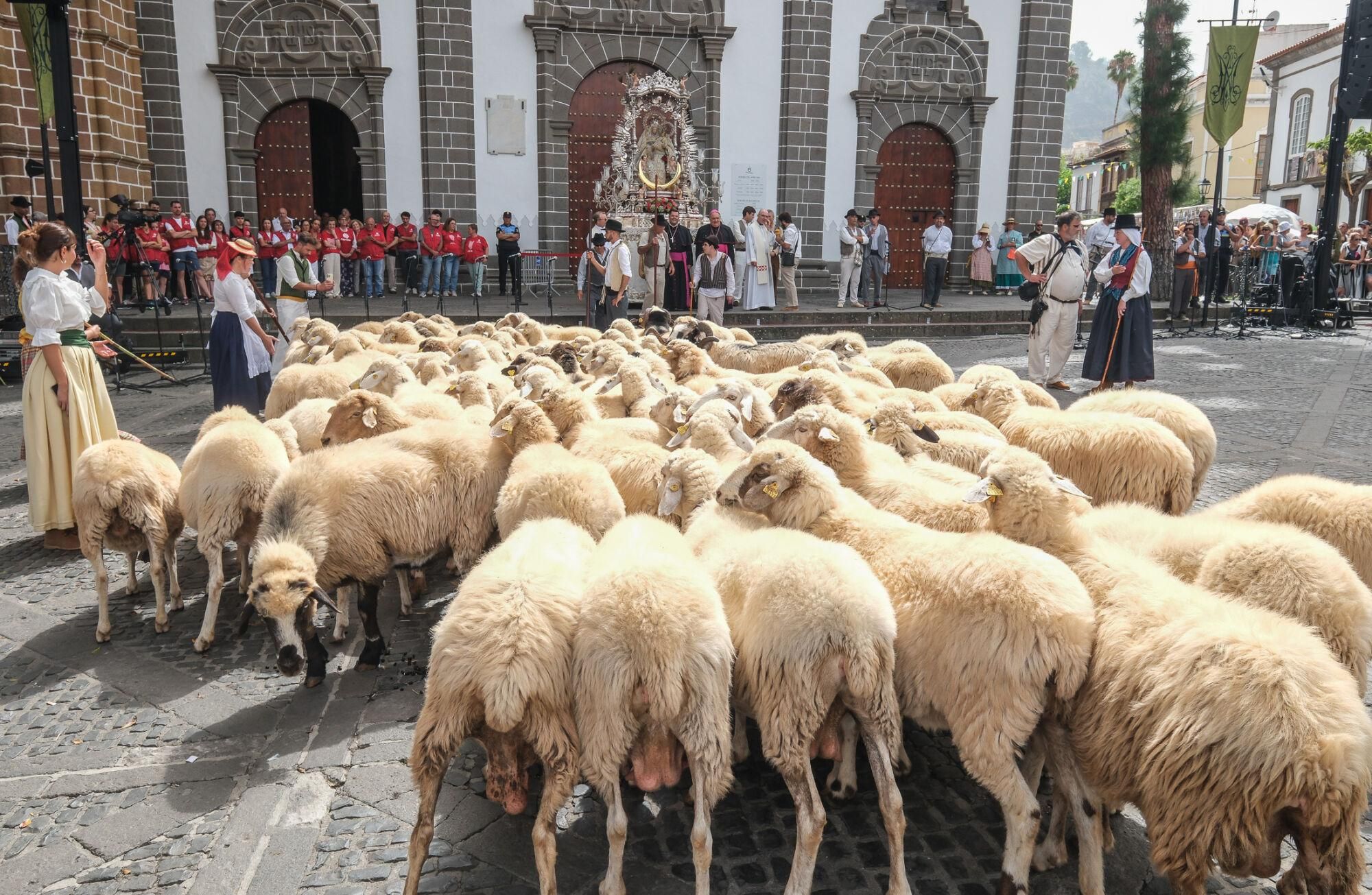 Ganado y ganaderos ante la Virgen del Pino.