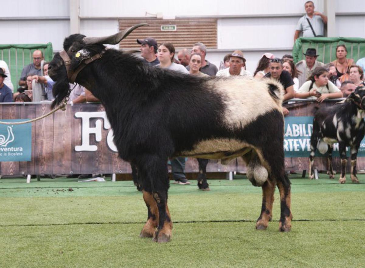 Los magníficos de la agricultura majorera | LP/DLP