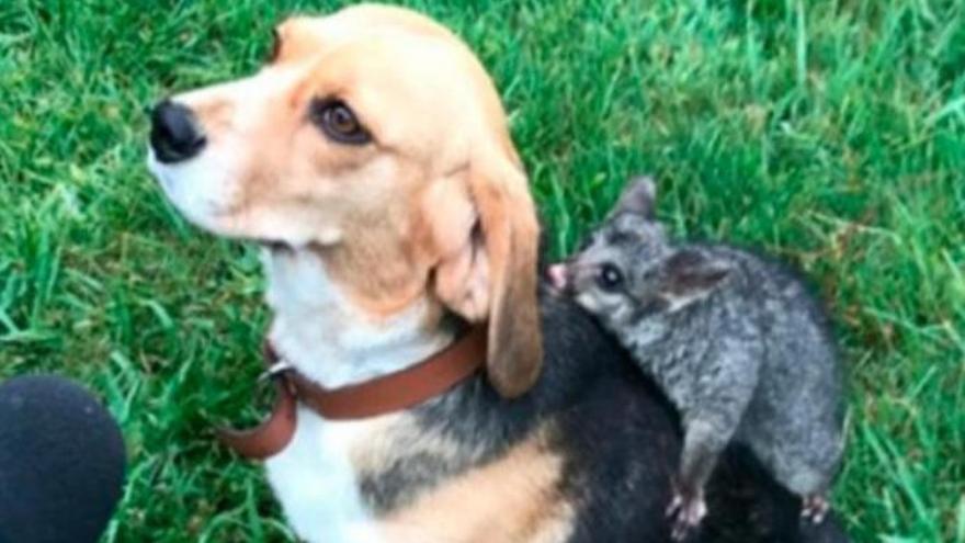 Una perra abandonada encuentra en una zarigüella a su mejor amiga