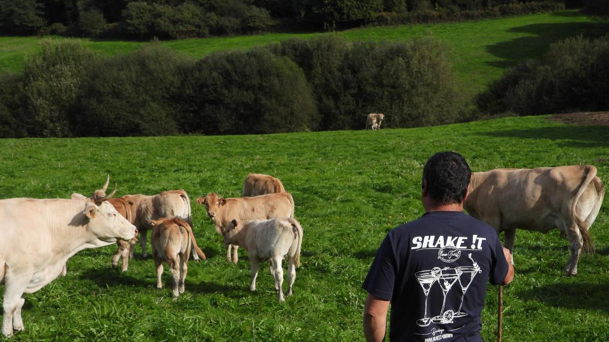 Explotación tradicional de vacas de carne en Santiago