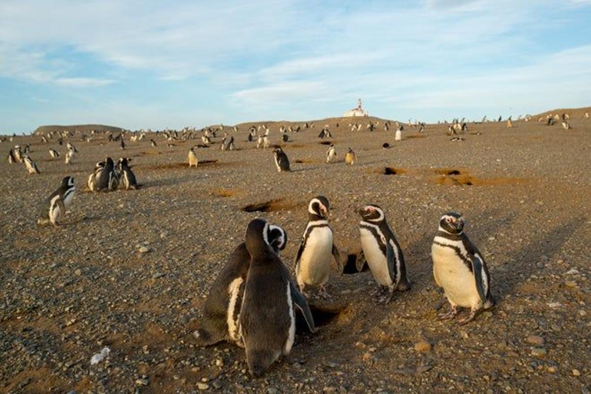 islote Marta, la isla Magdalena