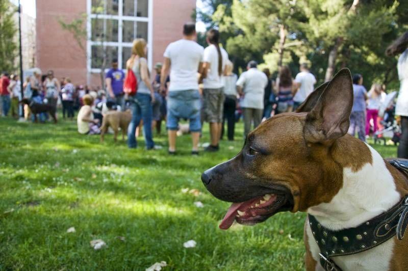 Fotogalería: Rechazo vecinal a la muerte del perro de Las Delicias