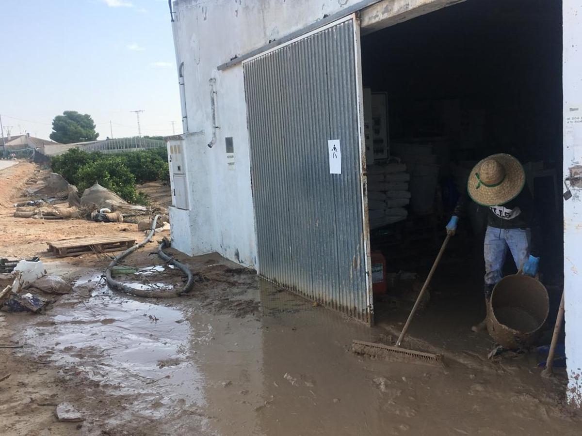 Gota fría en la Vega Baja: Los agricultores cifran en 550 millones las pérdidas en el campo de la provincia de Alicante