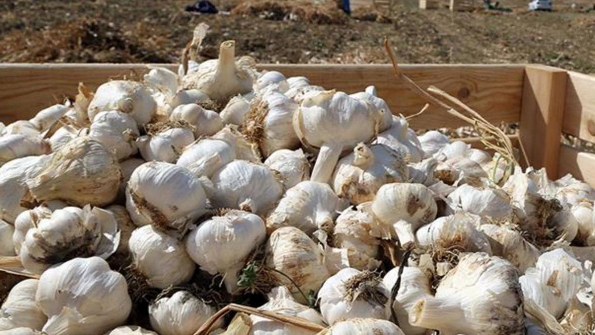 Cabezas de ajos recolectadas en la Campiña cordobesa..